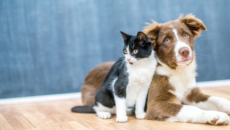 Image of cat and dog.